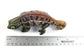Jay Strongwater Pink Belly Chameleon Figurine