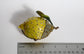 Jay Strongwater Lemon Trinket Box