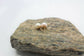 18k Yellow Gold Pearl Stud Earrings - 1.7g